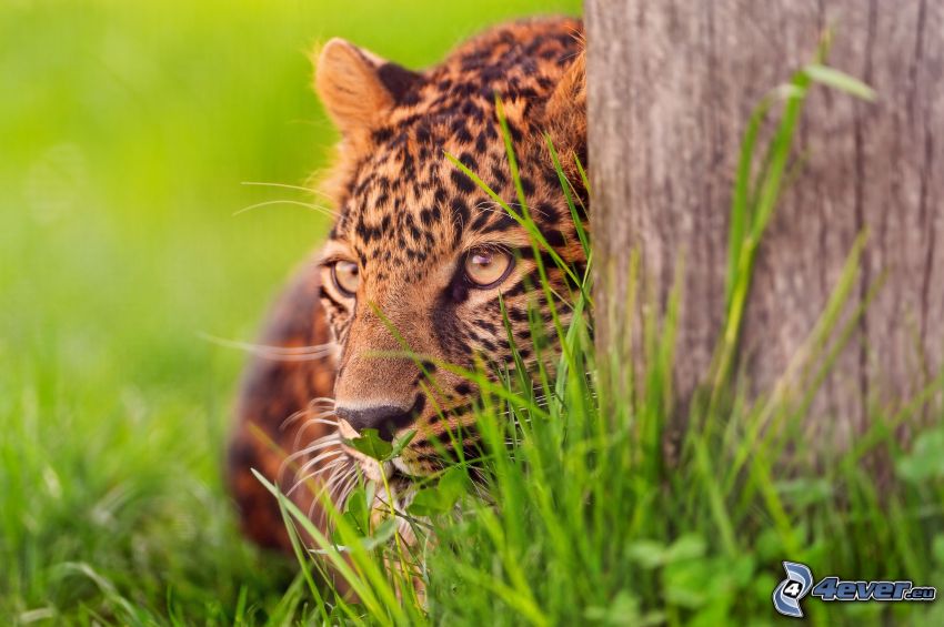 leopard, grass