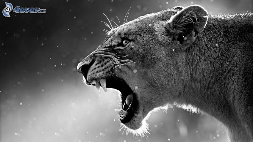 leopard, scream, black and white photo