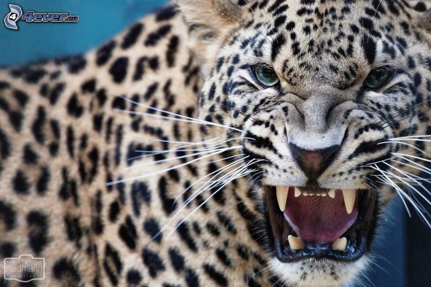 leopard, scream