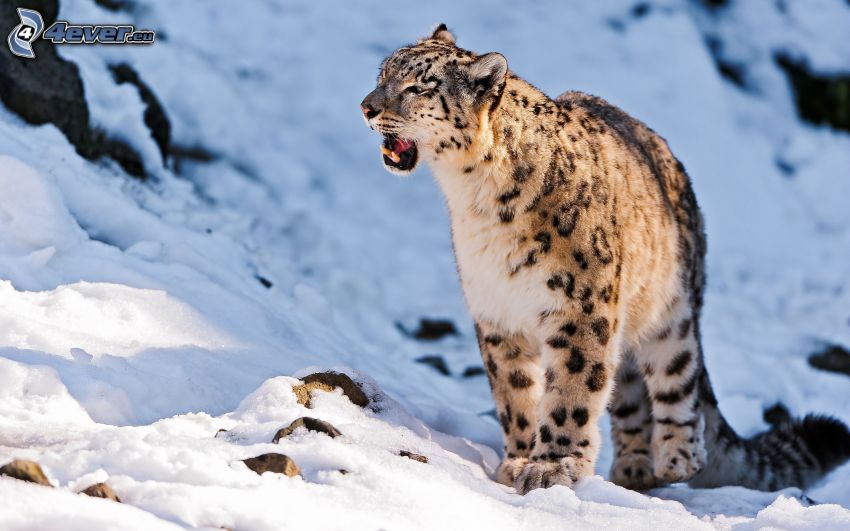 leopard, snow