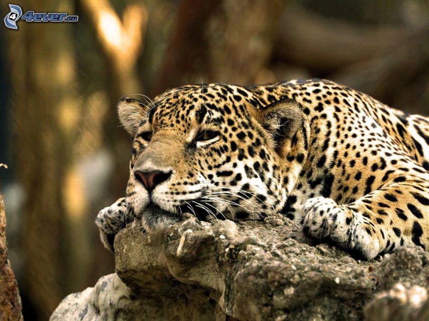 leopard, stone