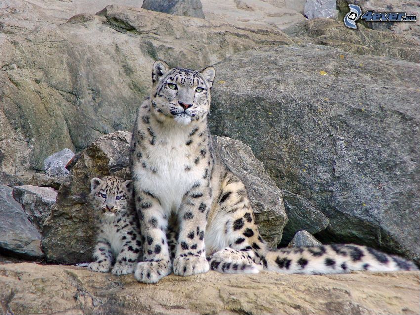leopards, cub, rock