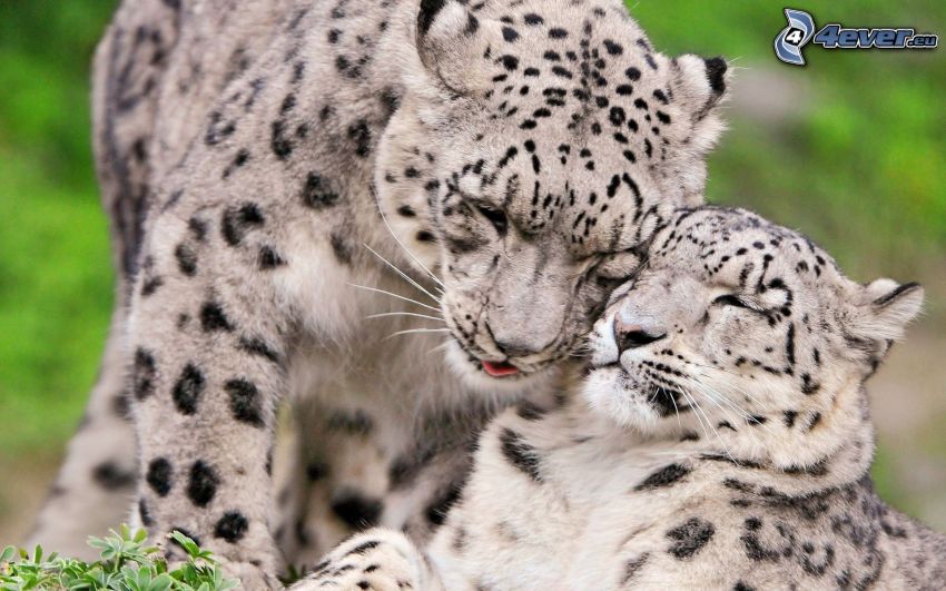 leopards