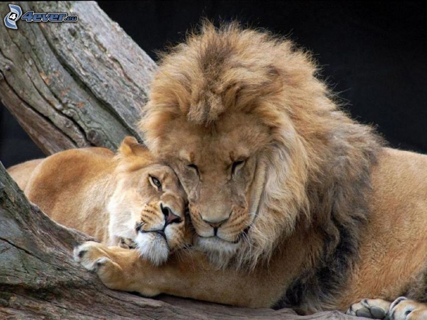 lion, lioness