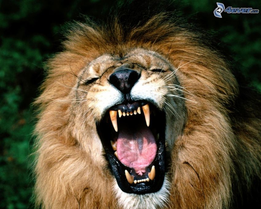 lion, scream