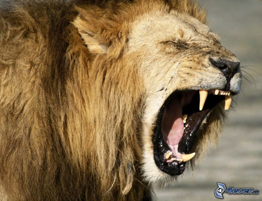 lion, scream
