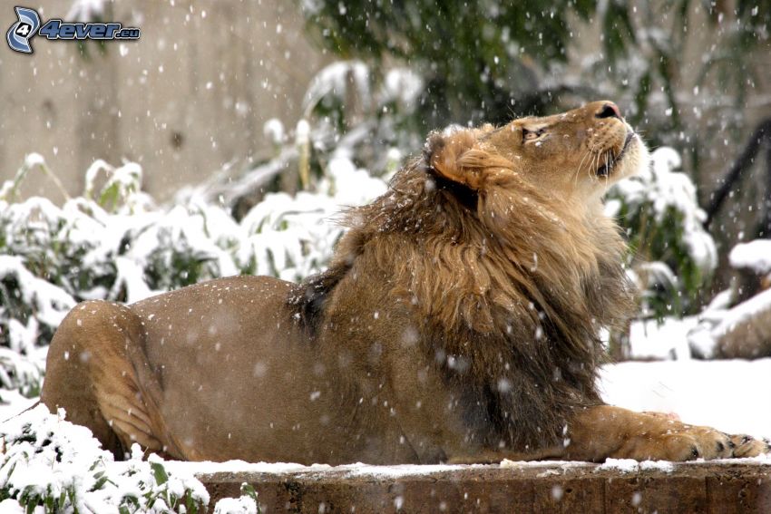 lion, snow