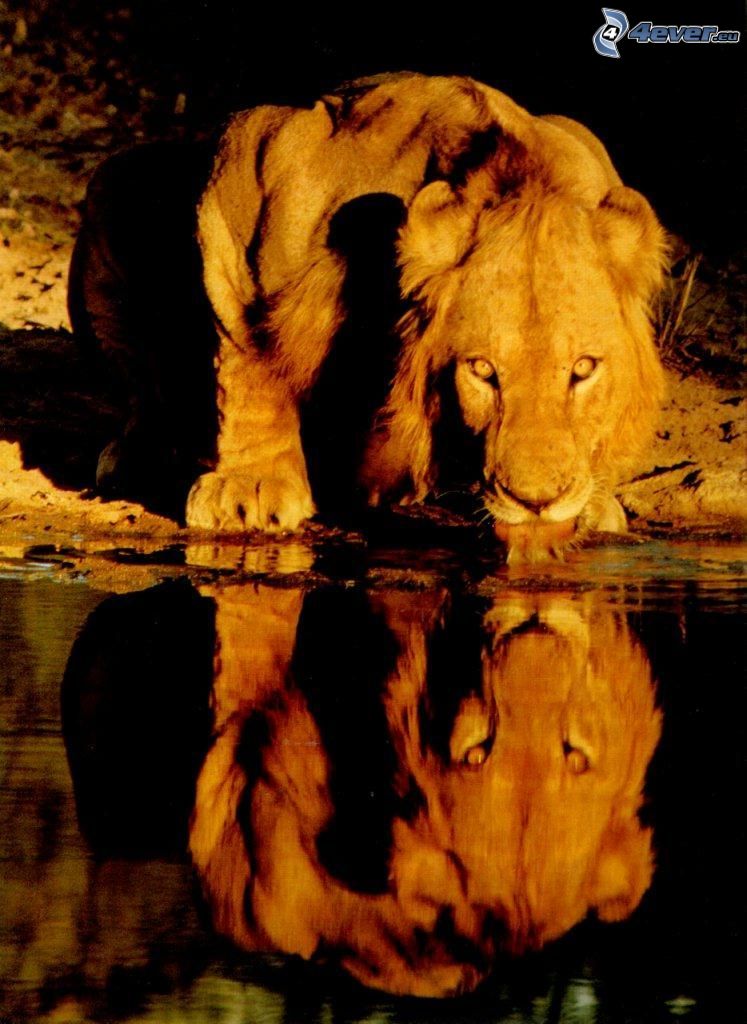 lion, water, reflection