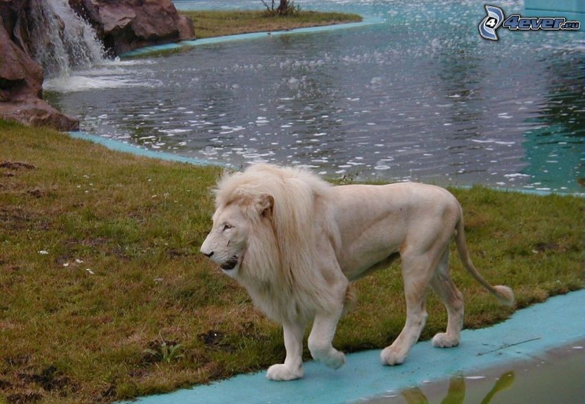lion, water