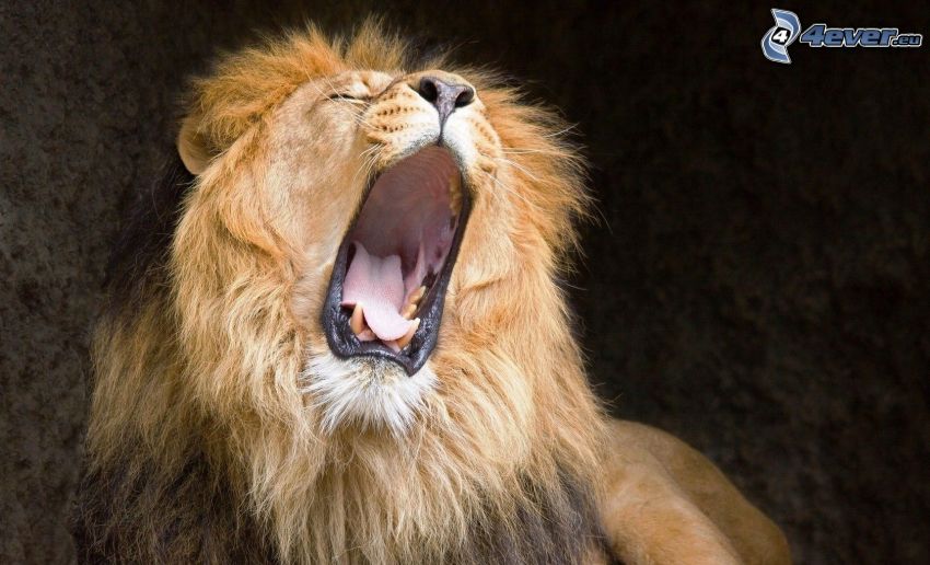 lion, yawn