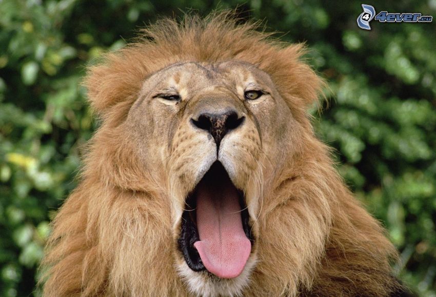 lion, yawn
