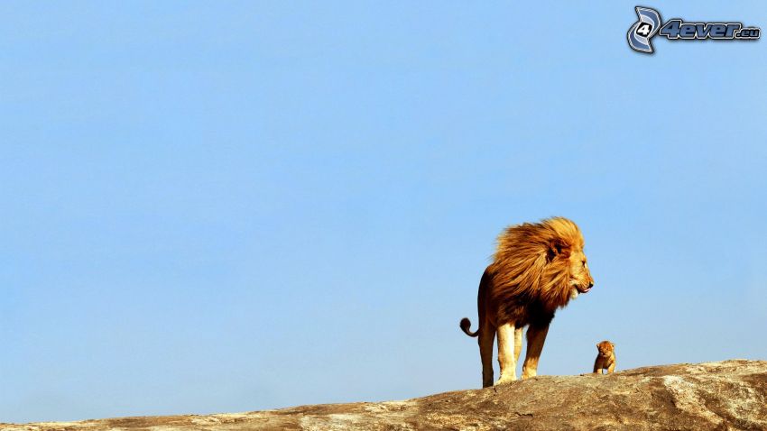 lion and the cub, rock, sky