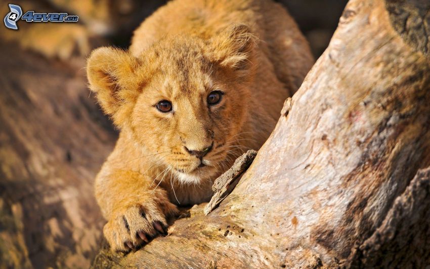 lion cub, branch
