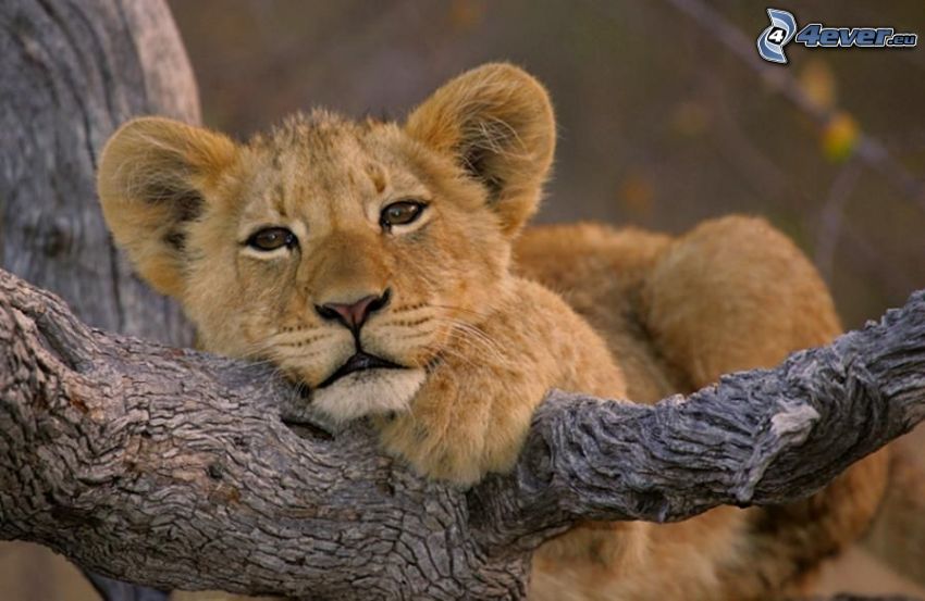 lion cub, cub, branch