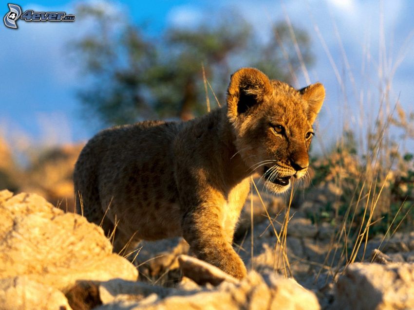 lion cub, cub