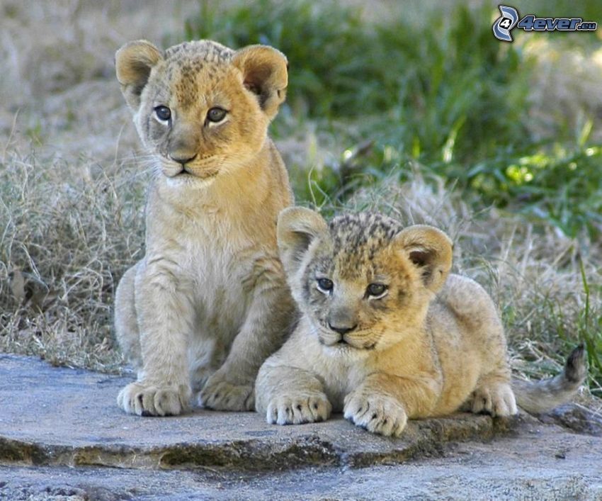 lion cub, nature