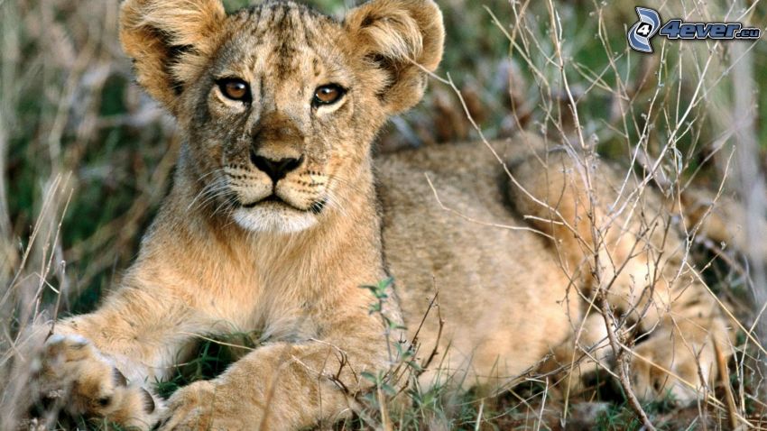 lion cub