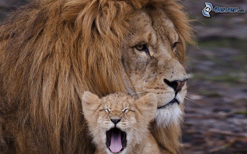 Lion with the cubs, lion cub