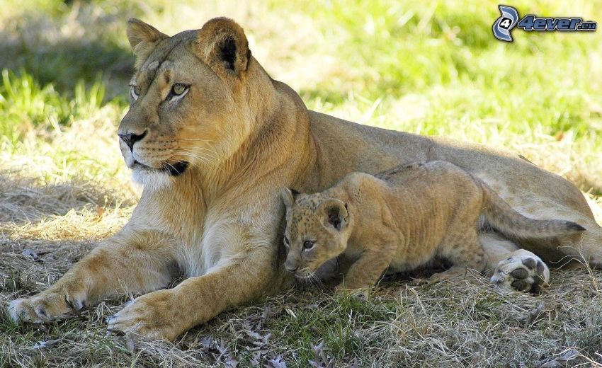 lioness, cub