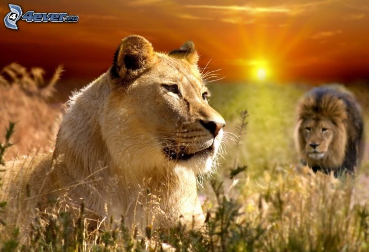lioness, lion, sunset