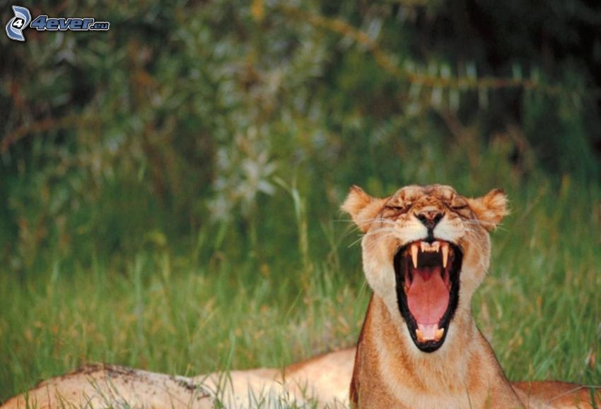 lioness, muzzle, yawn