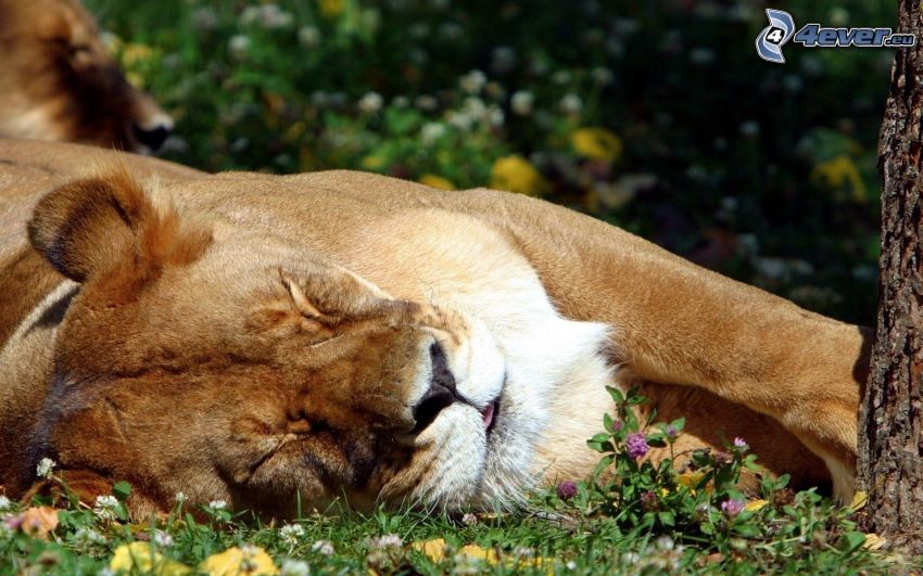 lioness, sleep