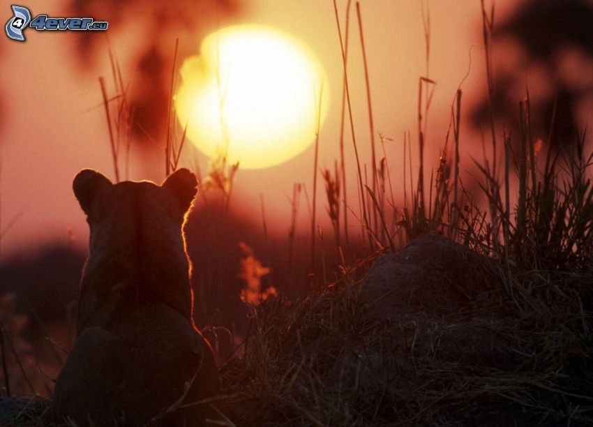 lioness, sunset on the savannah, dry grass