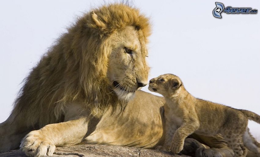 lions, cub, father