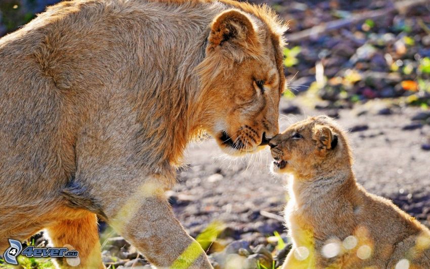 lions, cub