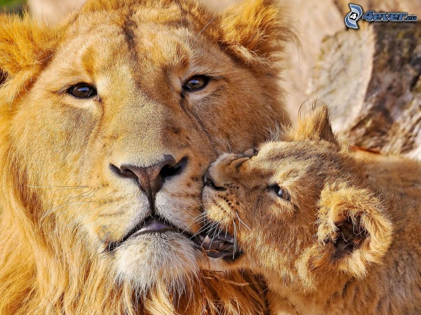 lions, cub