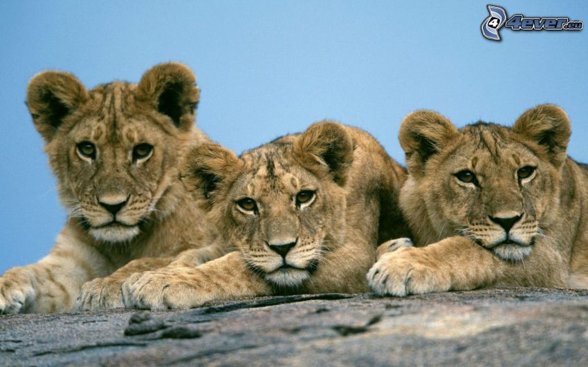 lions, cubs