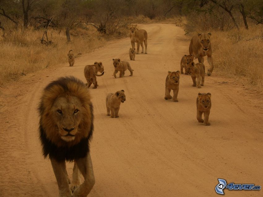 lions, lion, lion cub, family