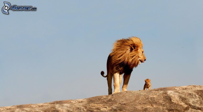 lions, lion cub, rock