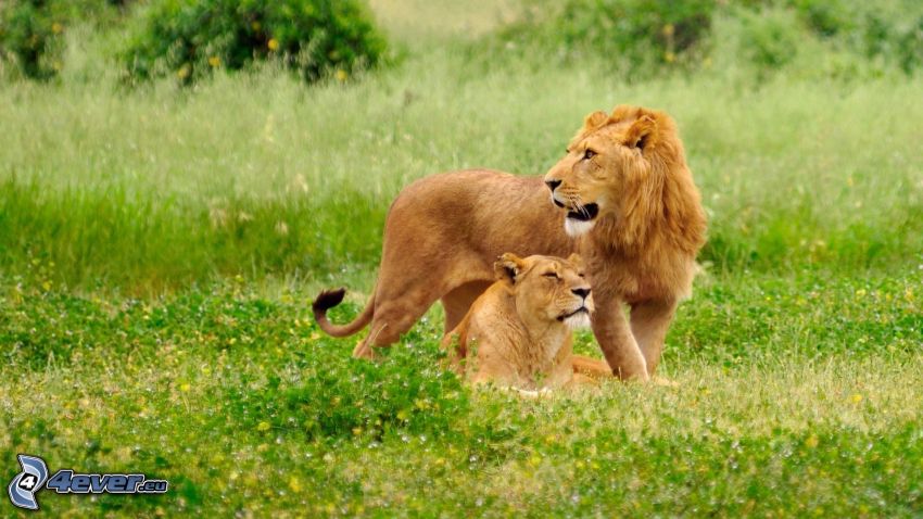 lions, lioness, green meadow
