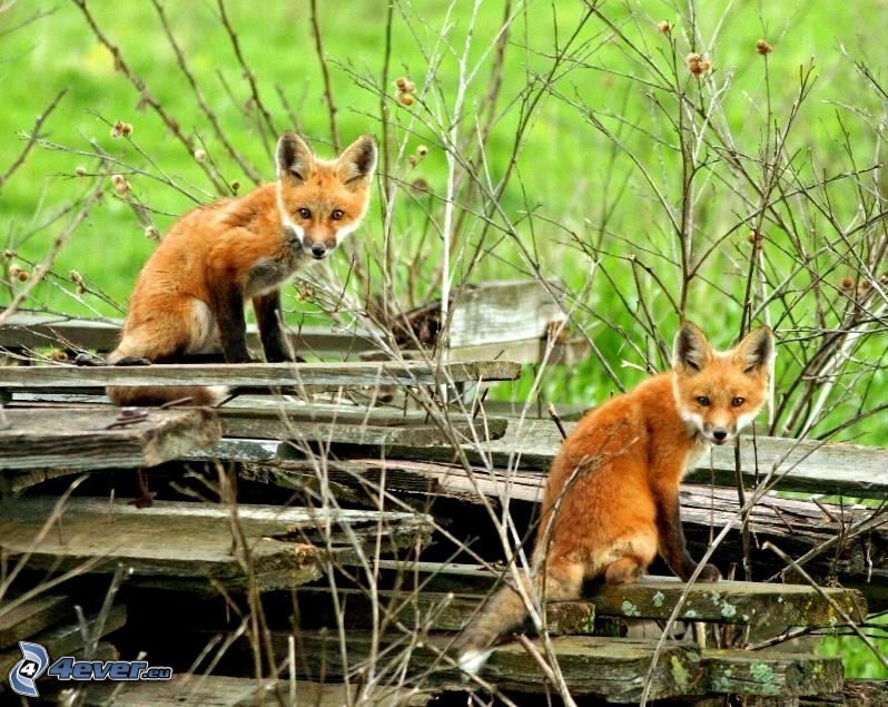 little foxes, boards, branches