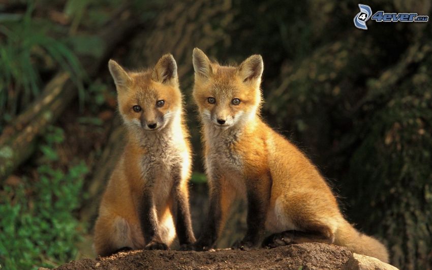 little foxes, cubs, stone