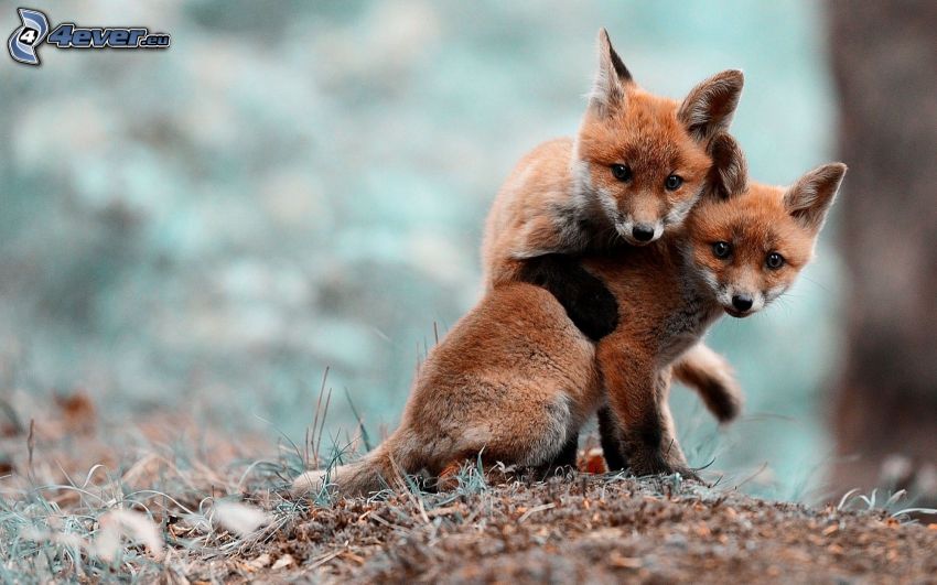 little foxes, cubs