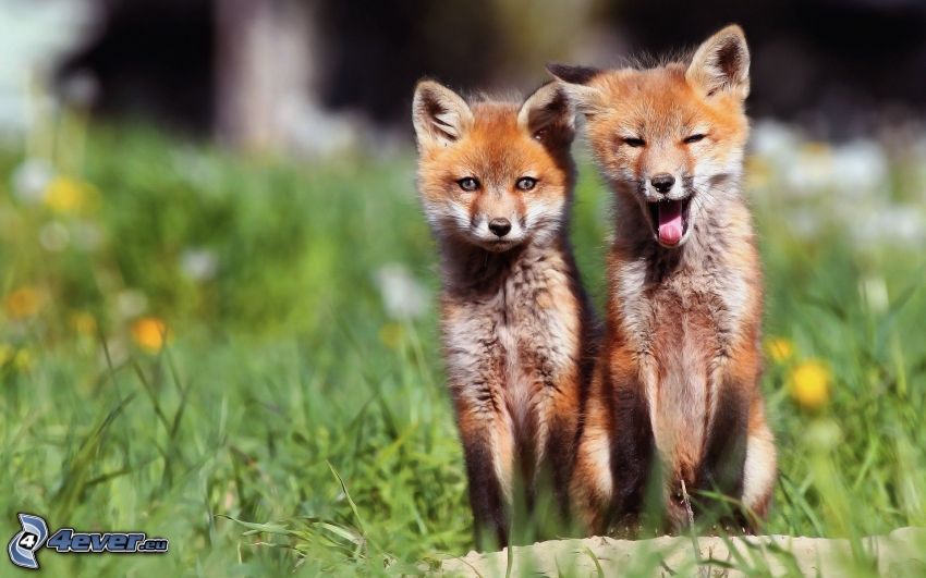 little foxes, grass