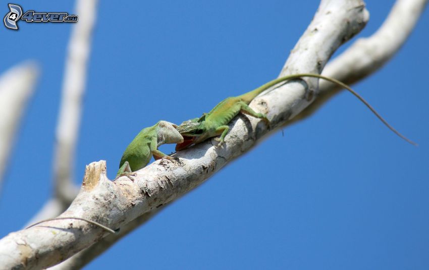 lizards, branch