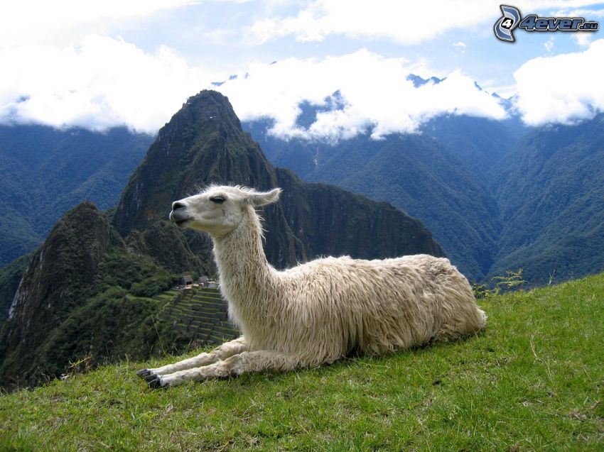 Llama, mountains, clouds, Machu Picchu