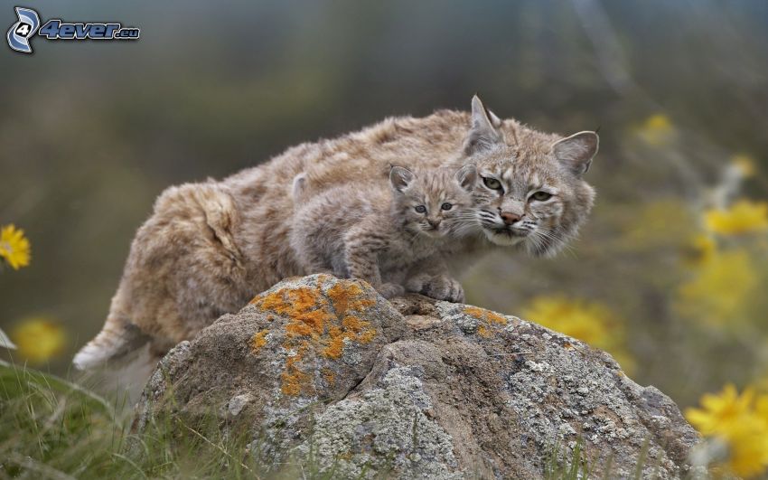 lynx, cub, rock