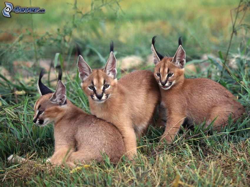 lynx, cubs, grass