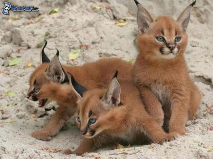 lynx, cubs