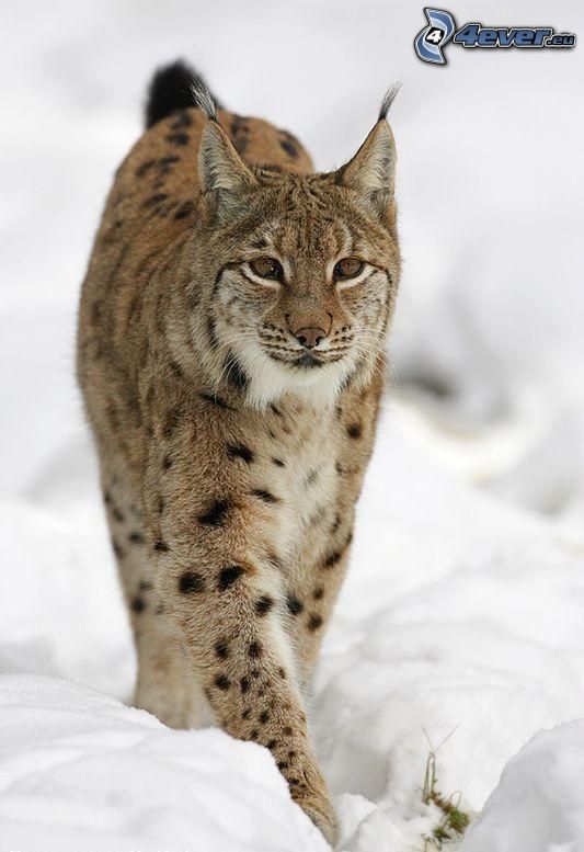 lynx, snow