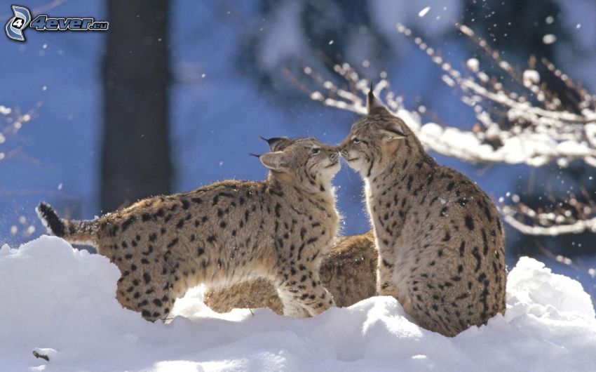 lynxes, kiss, snow