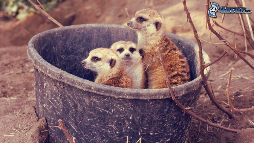 meerkats, bucket