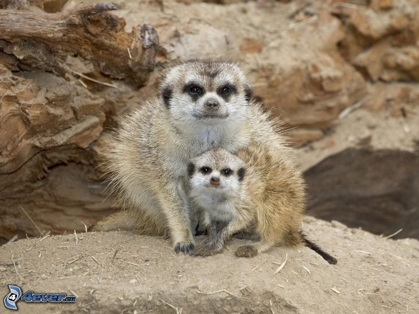 meerkats, cub