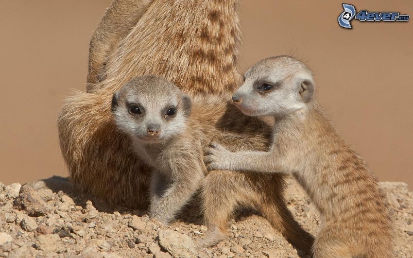 meerkats, cubs
