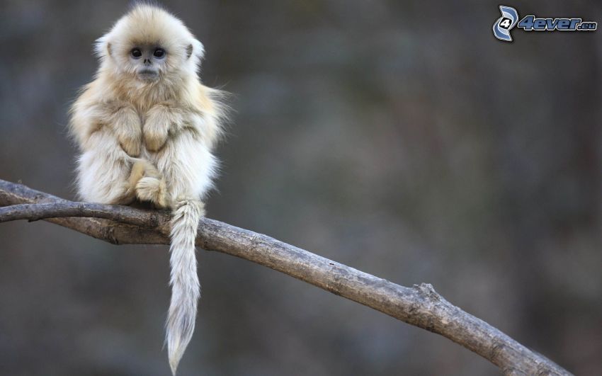 monkey, cub, branch