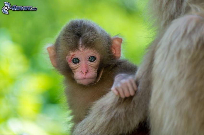 monkey, cub